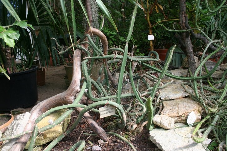 Selenicereus pteranthus.JPG