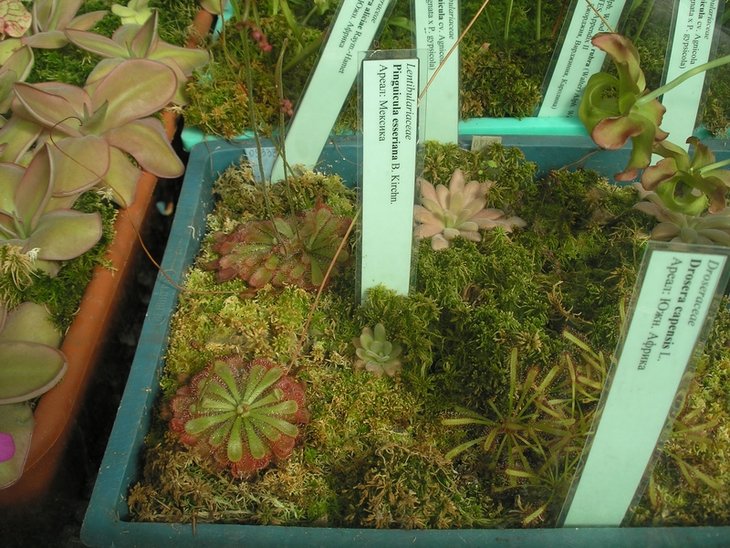 Drosera capensis