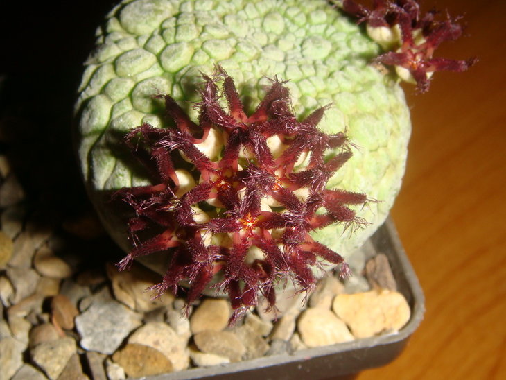 Pseudolithos miguirtinus