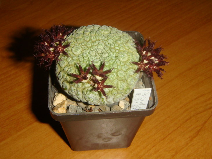 Pseudolithos miguirtinus