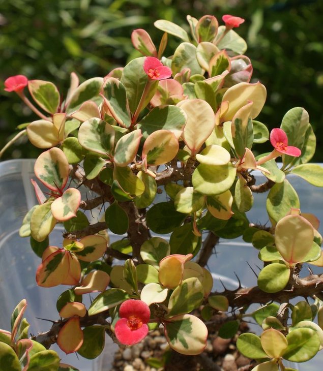 Euphorbia milii variegata dwarf.jpg