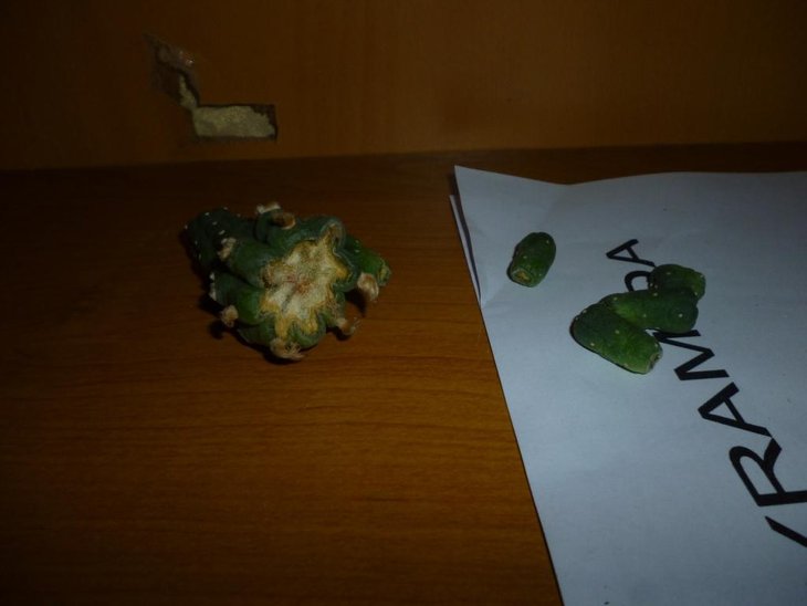 P1010540.JPG