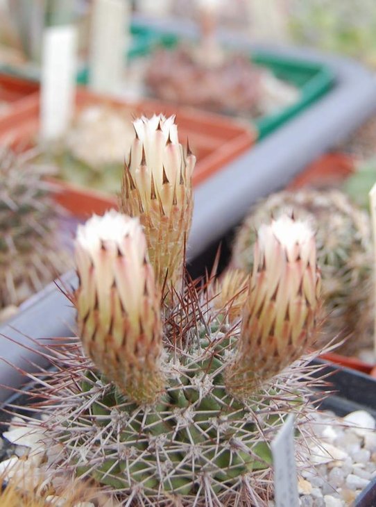acanthocalycium sp Nord Cordoba.jpg
