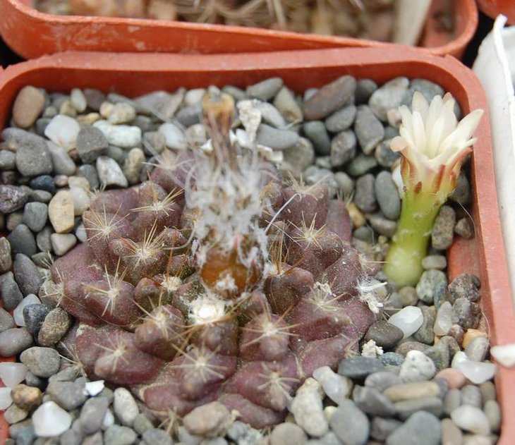 neoporteria clavata.jpg