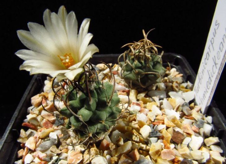 Turbinicarpus schmiedickeanus