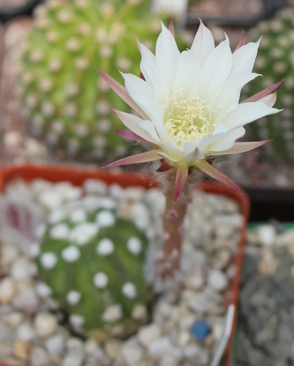 Echinopsis subdenudata