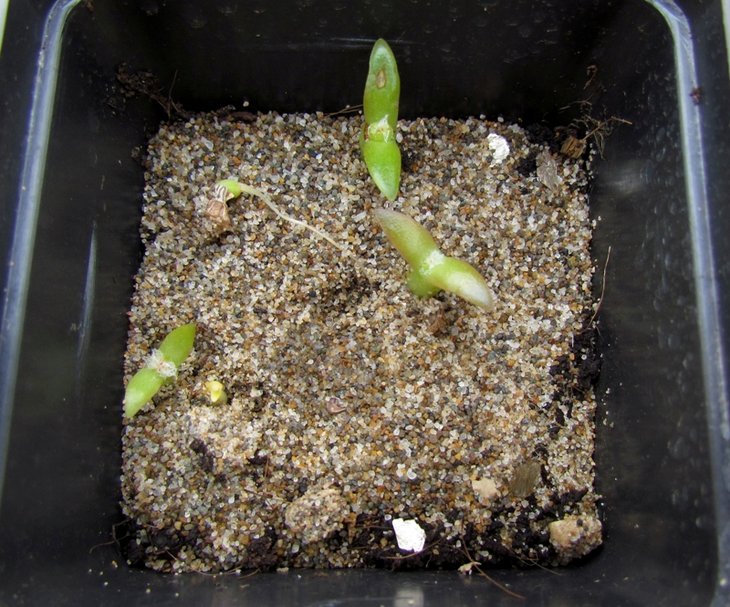 T. alexanderi