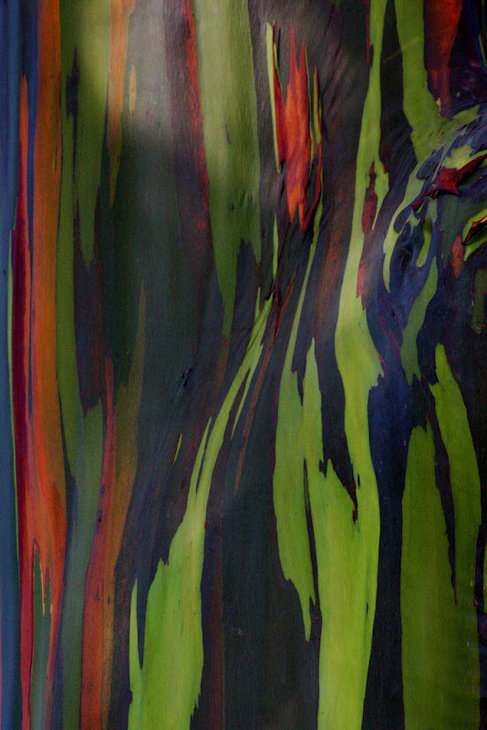 1345601991_rainbow-eucalyptus-63.jpg