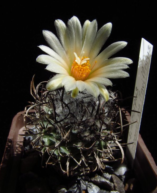 Turbinicarpus flaviflorus