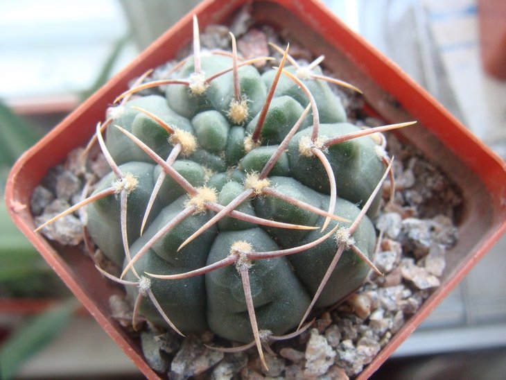 gymnocalycium.JPG