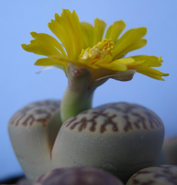 Lithops  <br /> Bromfieldii v. Insularis<br /><br />Lithops  <br /> Bromfieldii v. Insularis