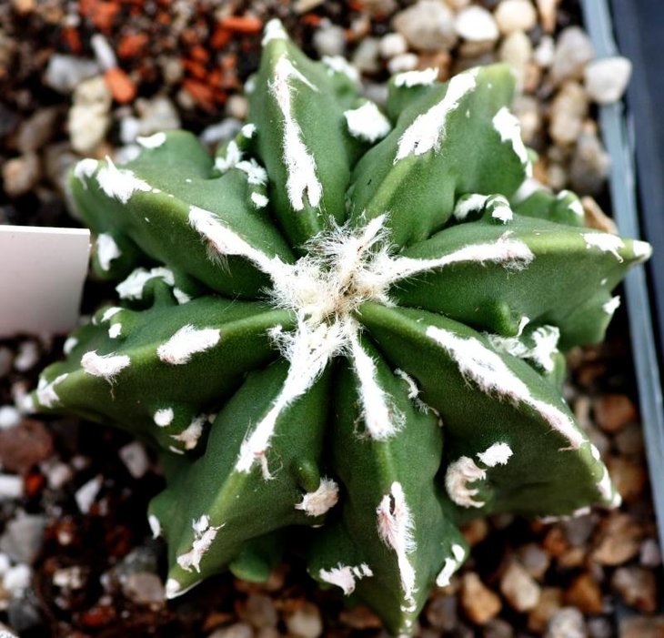 ornatum fukuryi3.jpg