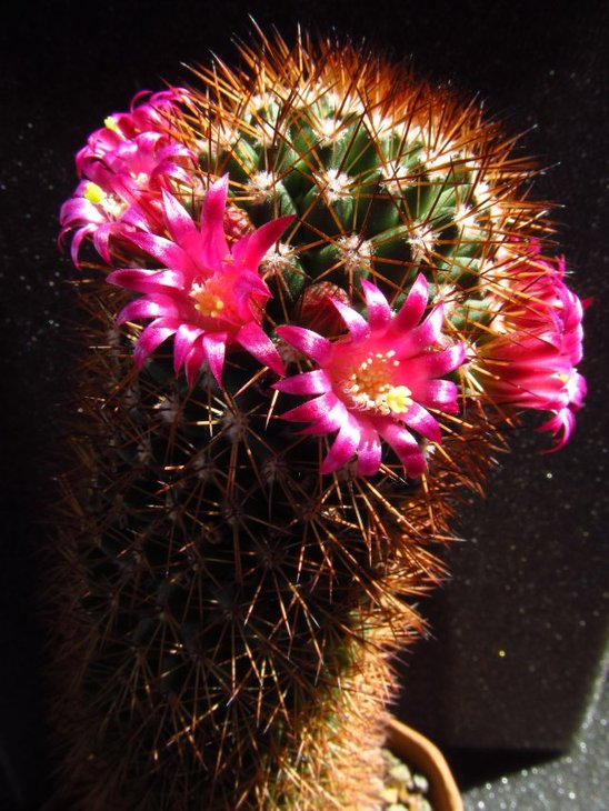 Mammillaria backebergiana