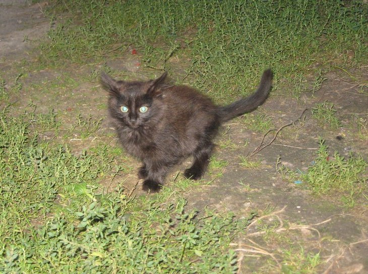 чудесный котенок)