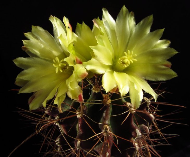 Hamatocactus hamatacanthus