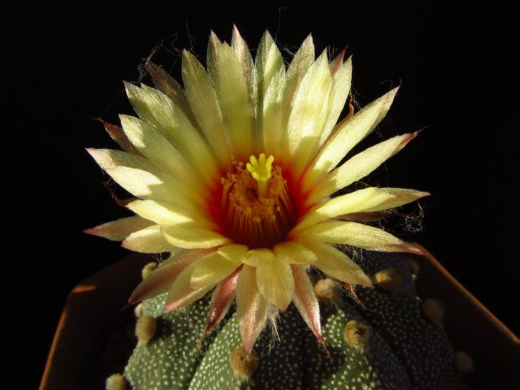 Astrophytum asterias