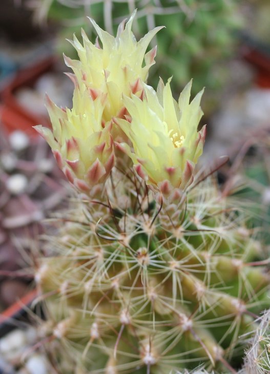 Hamatocactus hamatacanthus