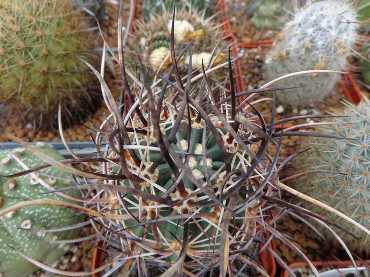DSC00432.JPG