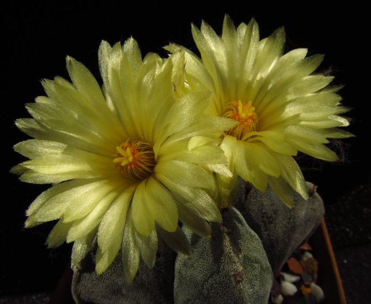 Astrophytum myriostigma