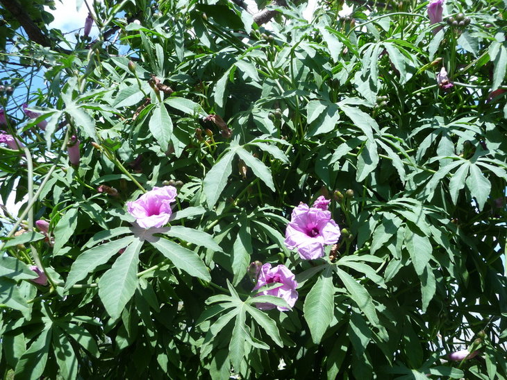 P1150116_.jpg