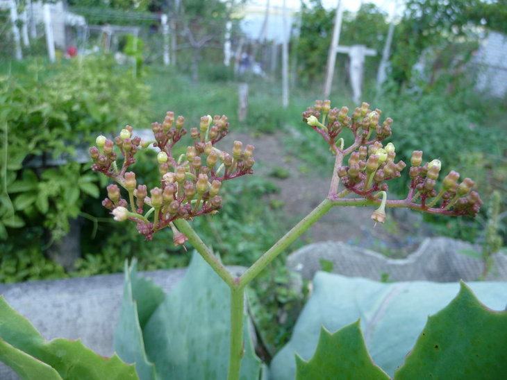 P1150123_.jpg