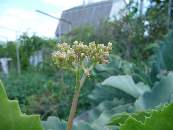 P1150124_.jpg