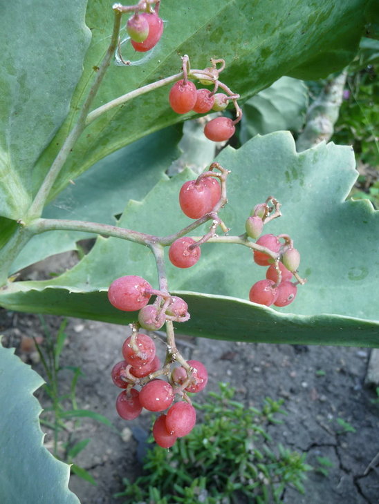 P1150125_.jpg