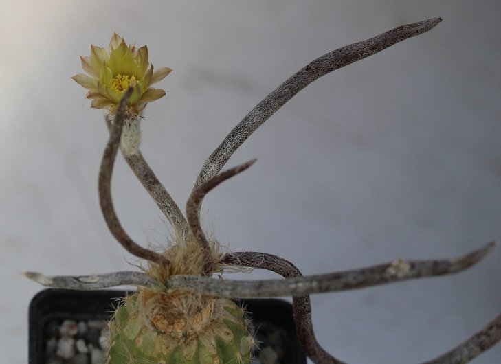 Digitostigma caput-medusae