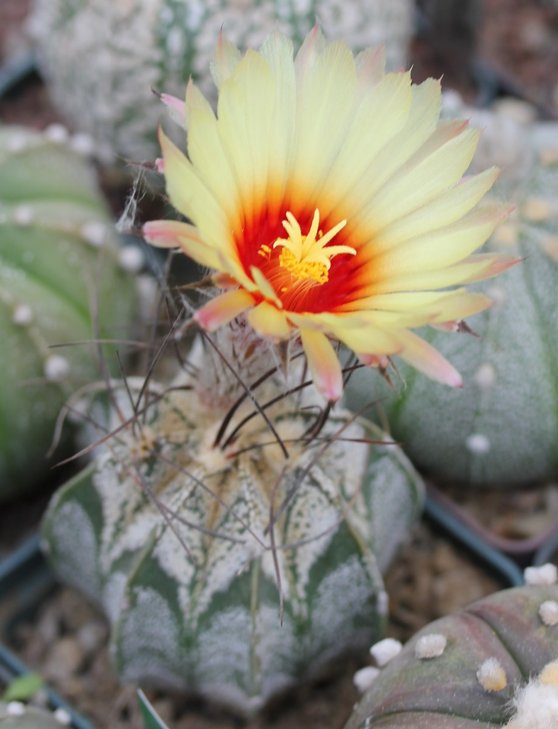 Astrophytum capricorne hybrid