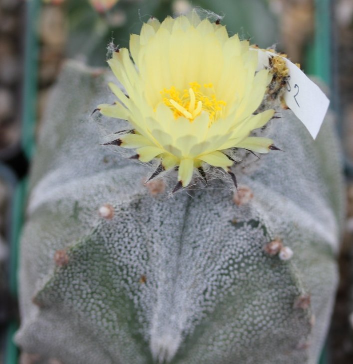 Astrophytum myriostigma quadricostatum