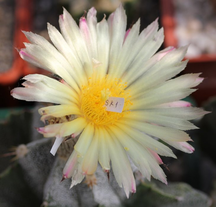 Astrophytum ornatum v mirbelii