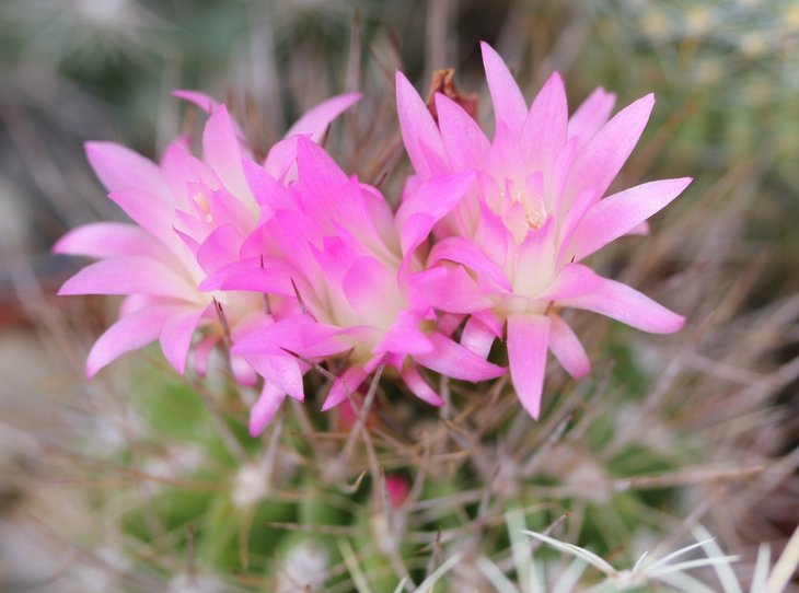 Neochilenia sp.