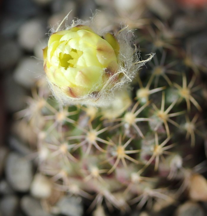 Frailea grahliana