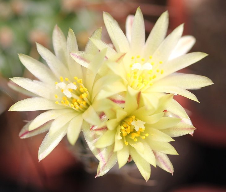 Turbinicarpus krainzianus v minimus
