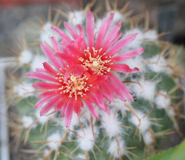 Parodia schwebsiana