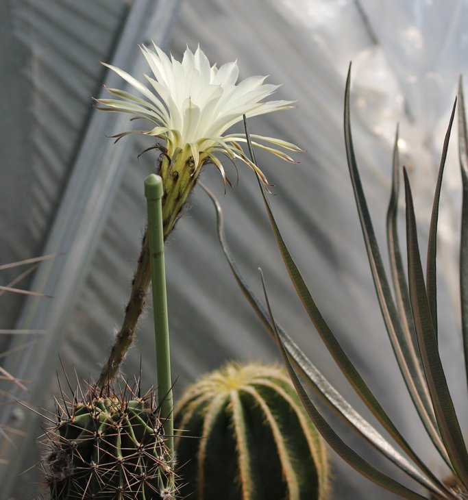 Echinopsis hybrid