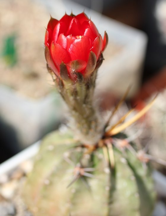 Lobivia dobeana inermis