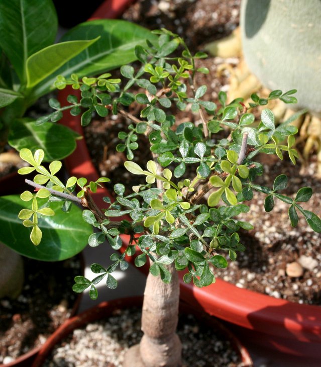 Stephania tuberosa.JPG