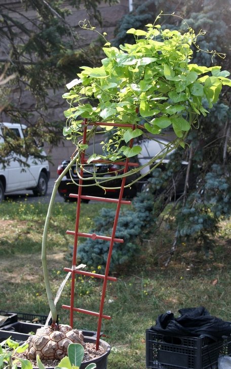 Dioscorea elephantidens.JPG
