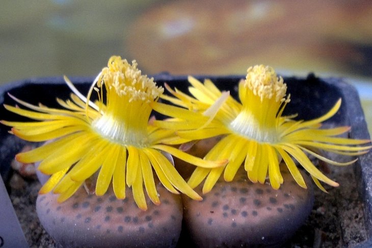 Lithops fulviceps C220