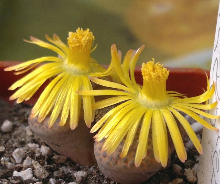 Lithops fulviceps C220