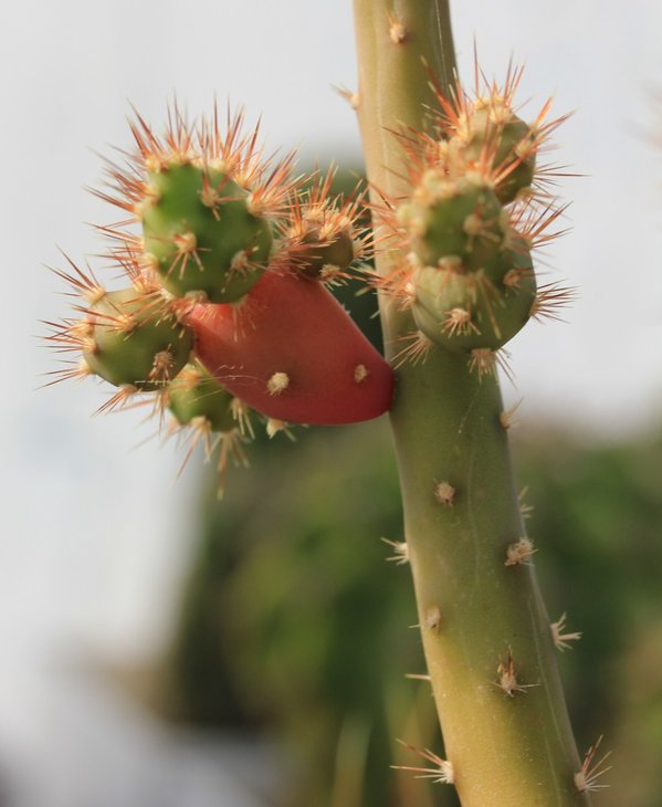 Opuntia salmiana