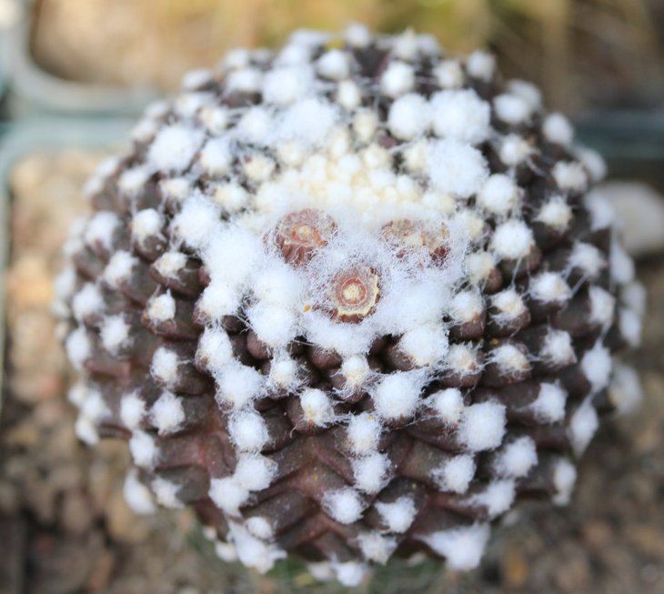 Copiapoa tenuissima montrose