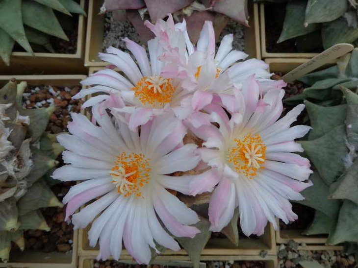 DSC00455.JPG