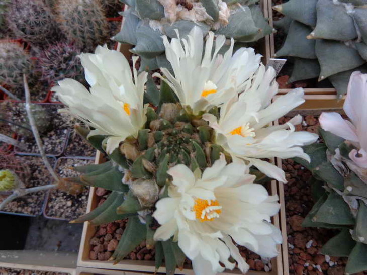 DSC00460.JPG