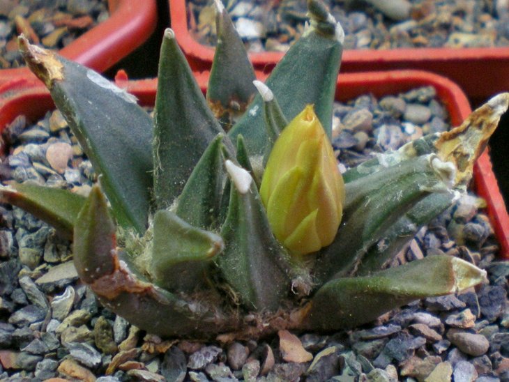Ariocarpus trigonus