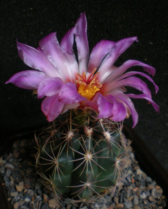 Thelocactus wagnerianus-1 .jpg