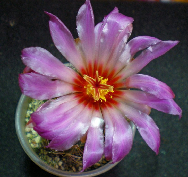Thelocactus wagnerianus-2 .jpg