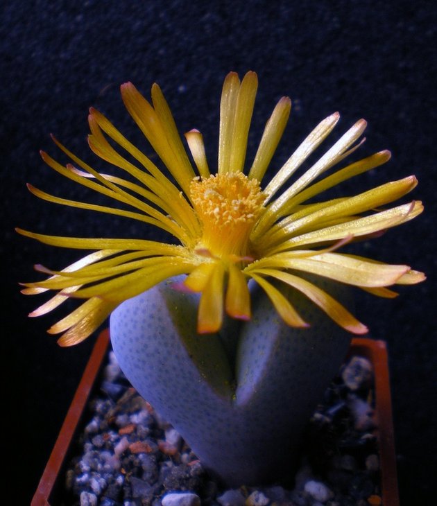 Dinteranthus microspermus-1