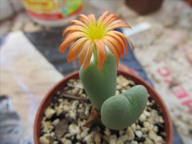 conophytum frutescens
